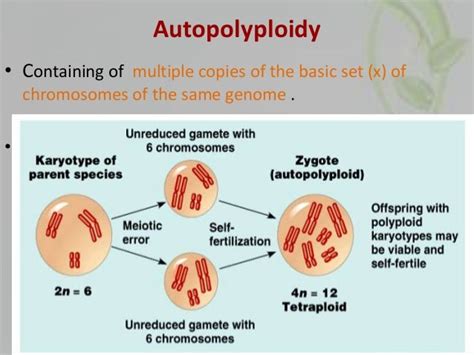 Plant polyploids