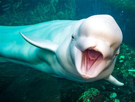 Why a Beluga's Squishy Head Is So Special