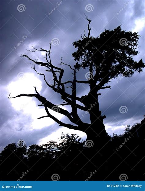 Spooky Tree stock photo. Image of legend, tree, dead, sleepy - 51242