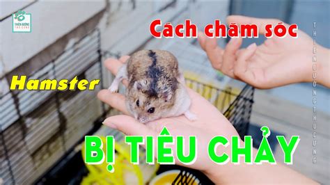 CÁCH NHẬN BIẾT VÀ CHĂM HAMSTER BỊ TIÊU CHẢY | Thiên Đường Thú Cưng #12 ...