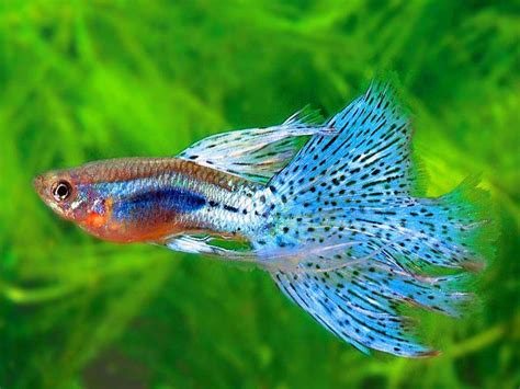 Types of Guppies | guppy breeding, species, guppy tank, fancy guppy and ...