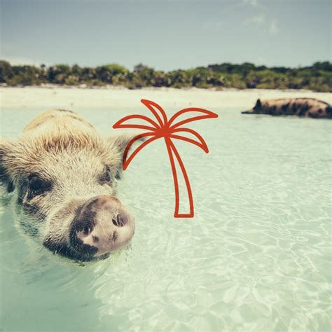 11 Adorable Island Animals to Visit | Journo Travel Journal