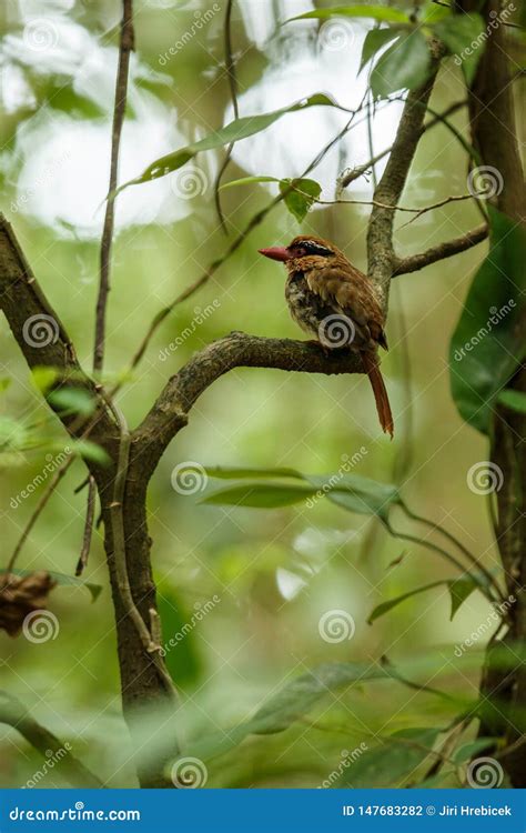 Lilac Kingfisher Perches on a Branch in Indonesian Jungle,family ...