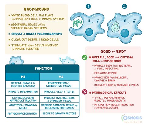 Macrophages: What Are They, Different Types | Osmosis