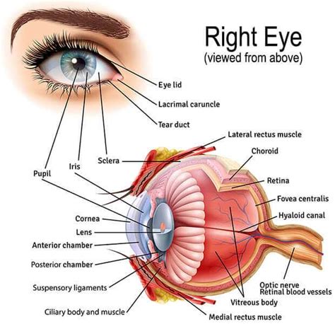 Eye Anatomy | Retina Specialists Orlando | Central Florida Retina