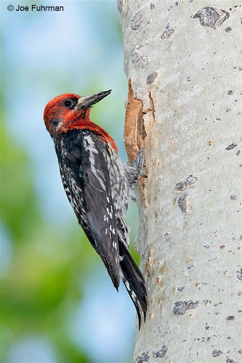 Red-breasted Sapsucker – Joe Fuhrman Photography