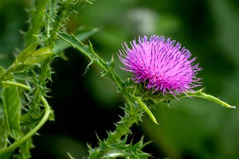 Weeds and Pests - Judith Basin County Extension | Montana State University