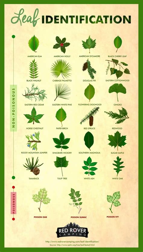 Leaf Identification (Infographic) – Survival Stronghold