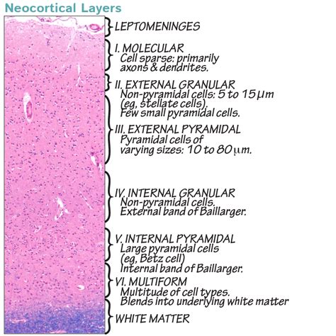 Cerebral Cortex Histology Layers