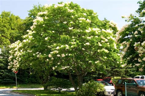 Japanese Lilac Tree Photos - Japanese Tree Lilacs | Bodemawasuma