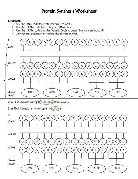 Protein Synthesis Worksheet and Answer Key - Protein Synthesis ...