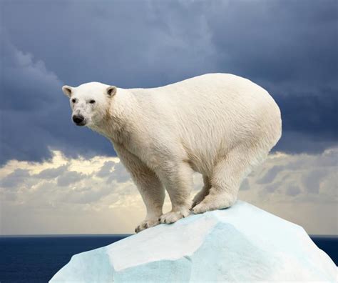 Interesting facts about polar bears - ViewKick