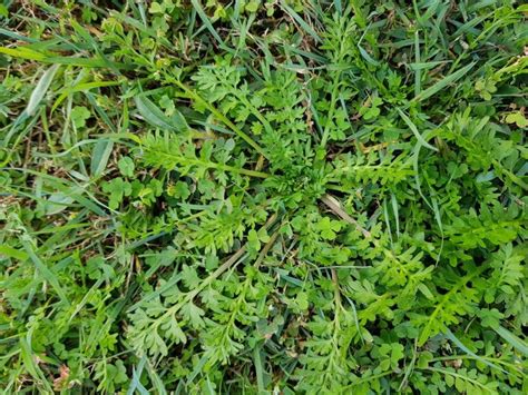 A Guide to the Top 10 Most Common Lawn Weeds | myhomeTURF