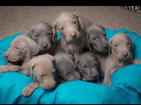 Mossy Creek Weimaraners - Puppies For Sale