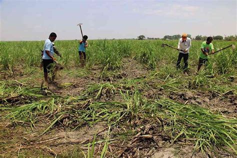 Awarding of Hacienda Luisita farm lots almost completed | Inquirer News