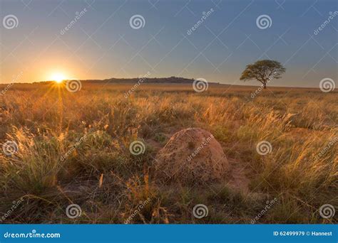 Highveld Sunset stock image. Image of light, grass, environment - 62499979