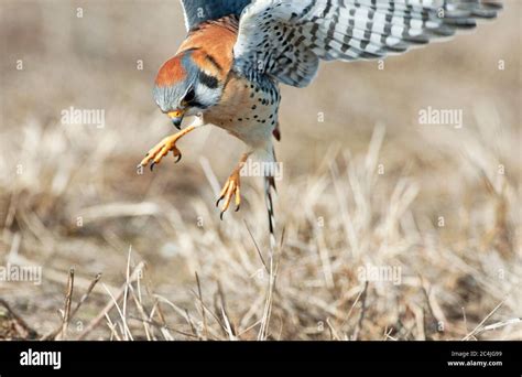 Male American kestrel hunting for insects in grassland habitat Stock ...