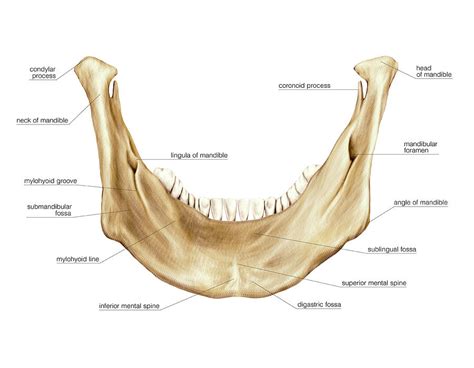 Mandibular Foramen Anatomy