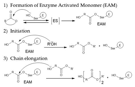 Lipase-catalyzed lactone polymerization mechanism. R represents a group ...