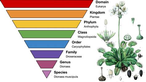 Learn about Carnivorous Plant Taxonomy - Carnivorous Plant Resource ...