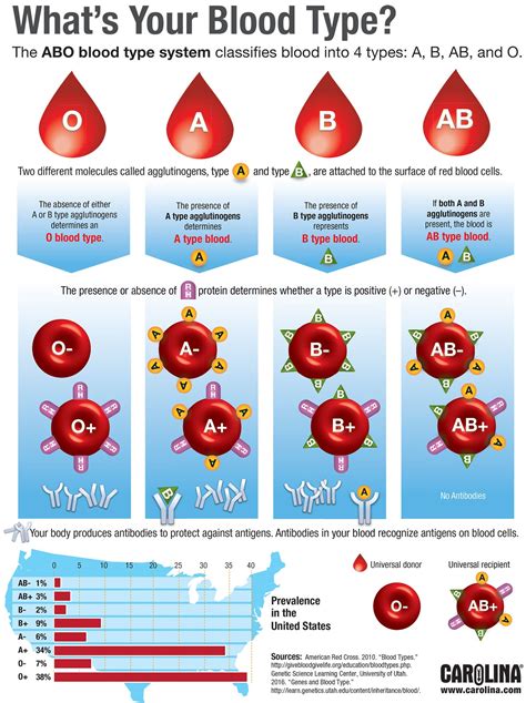 Blood Types Diagram Charts | Images and Photos finder