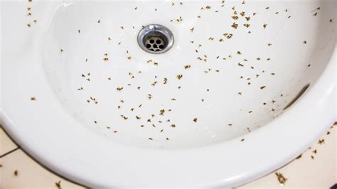 The Simple Trick To Stop Pesky Gnats From Taking Over Your Drains