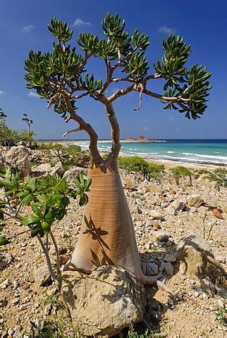 Socotra Desert Rose or Bottle Tree, adenium obesum sokotranum, Socotra ...