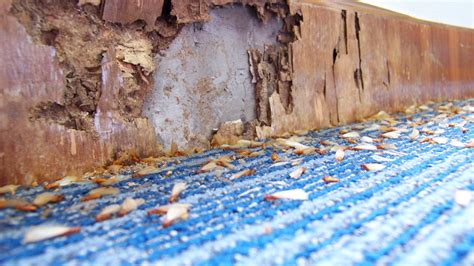 Should You Buy a Home With Termite Damage? | Bankrate