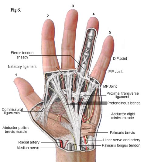 Question about tendon pain in hand using CoC : r/GripTraining