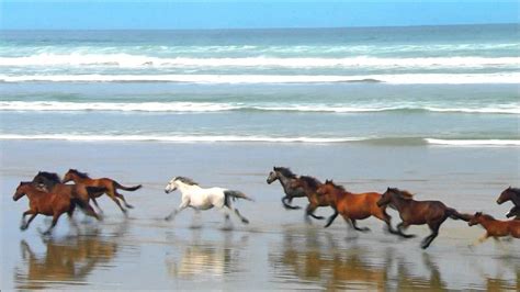 Horse Running On The Beach