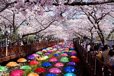 The Most Beautiful Places to See Cherry Blossoms in South Korea