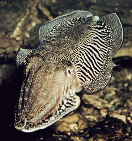 Cuttlefish | cephalopod | Britannica.com