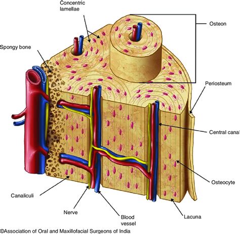 2 Cross-section of bone showing a cortical bone and spongy/cancellous ...