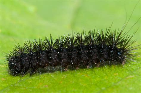 Very Tiny Black Caterpillar - BugGuide.Net