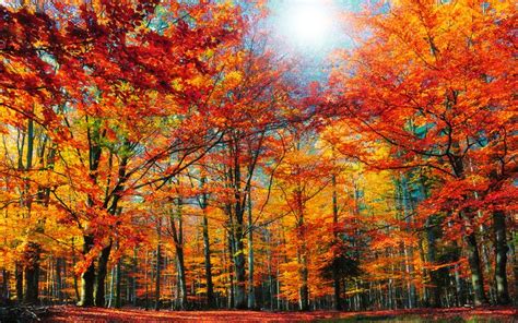 Autumn Colors Windows 10 Theme | Free Wallpaper Themes