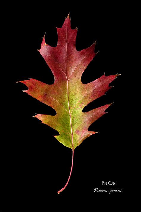 Pin Oak leaf Photograph by Russell Shively - Fine Art America