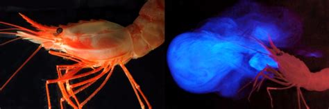 Bioluminescence Fact Sheet - Deep Ocean Education Project