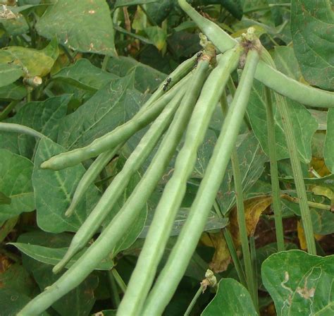 vigna unguiculata Frijol Sarabanda