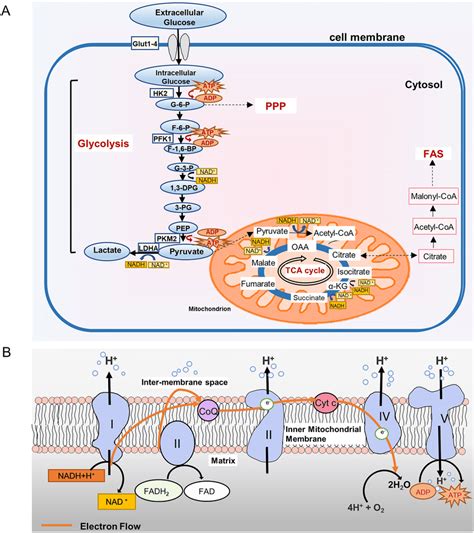 Simplified representation of glucose metabolic pathways. A Glycolysis ...