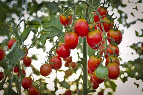 Hanging Basket Tomatoes: 8 Best Varieties & How To Grow Them - Tomato Bible