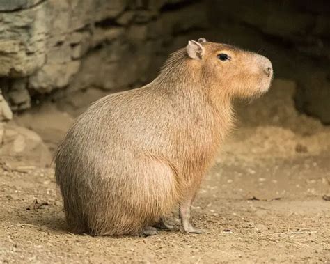 Capybara - Facts, Diet, Habitat & Pictures on Animalia.bio