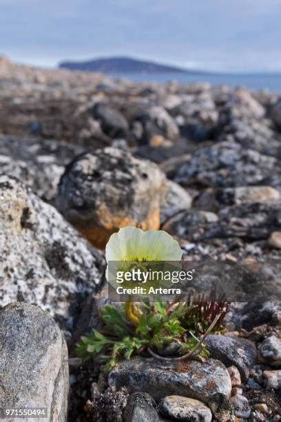 52 Arctic Poppy Stock Photos, High-Res Pictures, and Images - Getty Images