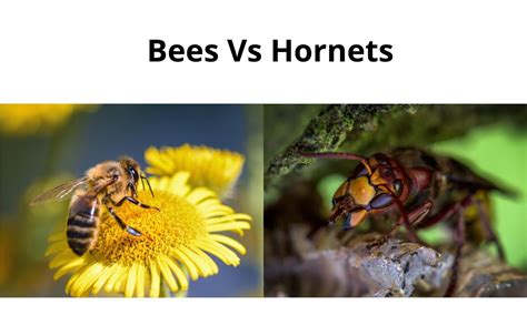 Bees Vs Hornets (Comparisons, Who Will Win And More)