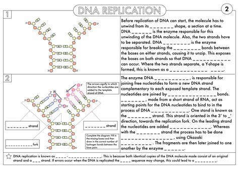 Dna And Protein Synthesis Worksheet