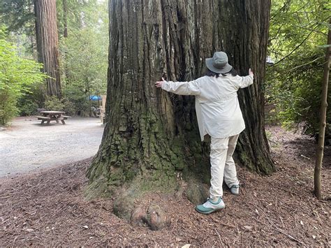 Jedediah Smith Redwoods National and state redwood park | Flickr