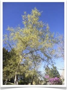 Common Hackberry Tree Identification || Identify Celtis occidentalis