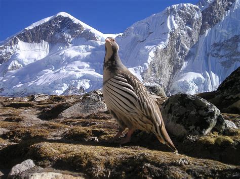 Nepal Himalayas Bird – Simple Catch Pro