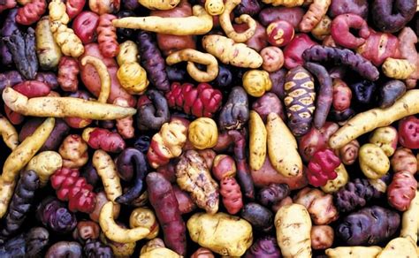 Native Potatoes: From Forgotten Crop to Culinary Boom and Market ...