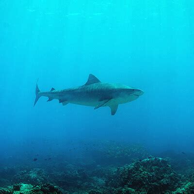 Hawaii Tiger sharks expedition — Shark Research Institute