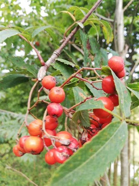 100 Rowan seeds Mountain Ash Seeds Sorbus aucuparia | Etsy